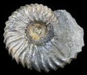 Acanthohoplites Ammonite Fossil - Caucasus, Russia #30082-1